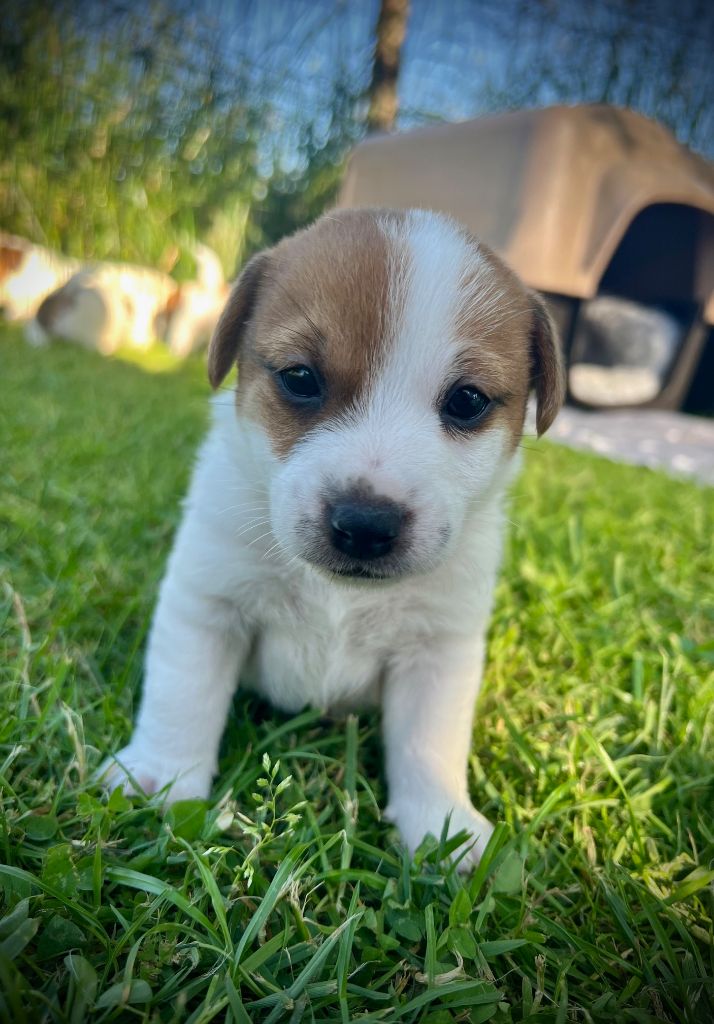 De L'arche De Chambord - Chiots disponibles - Jack Russell Terrier
