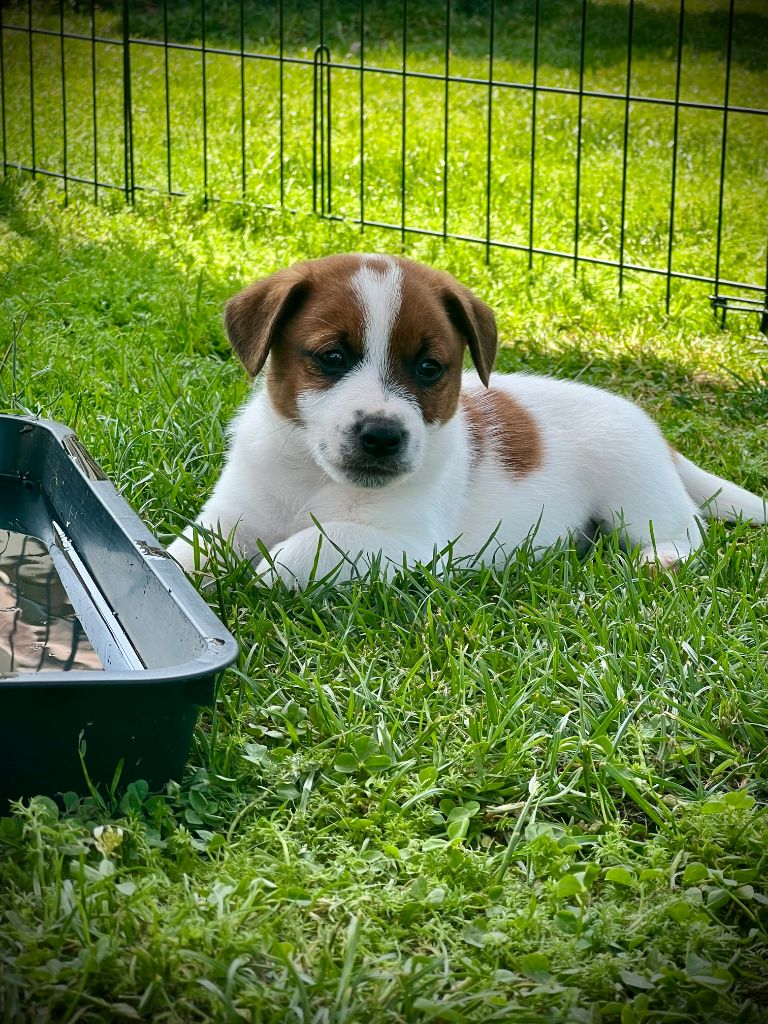 De L'arche De Chambord - Chiots disponibles - Jack Russell Terrier