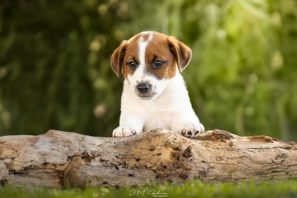 De L'arche De Chambord - Chiots disponibles - Jack Russell Terrier