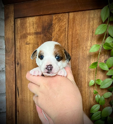Male 1 ribz