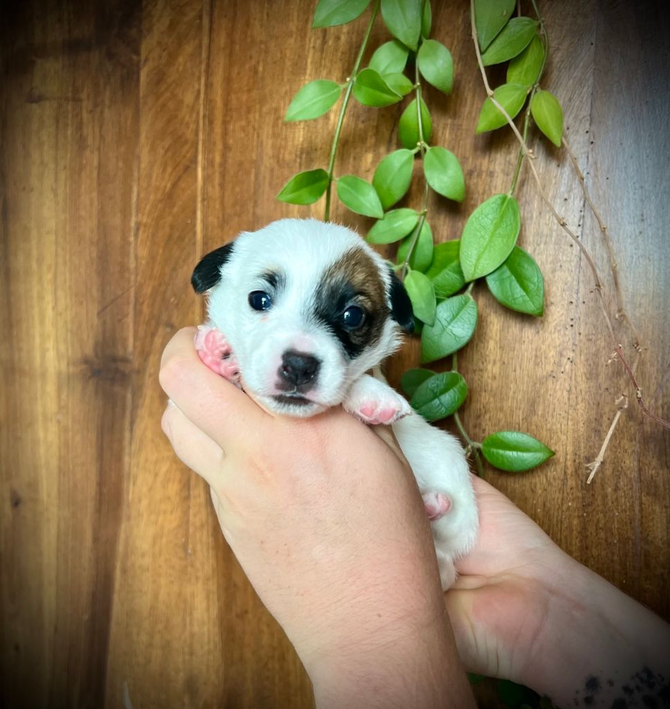 De L'arche De Chambord - Chiots disponibles - Jack Russell Terrier