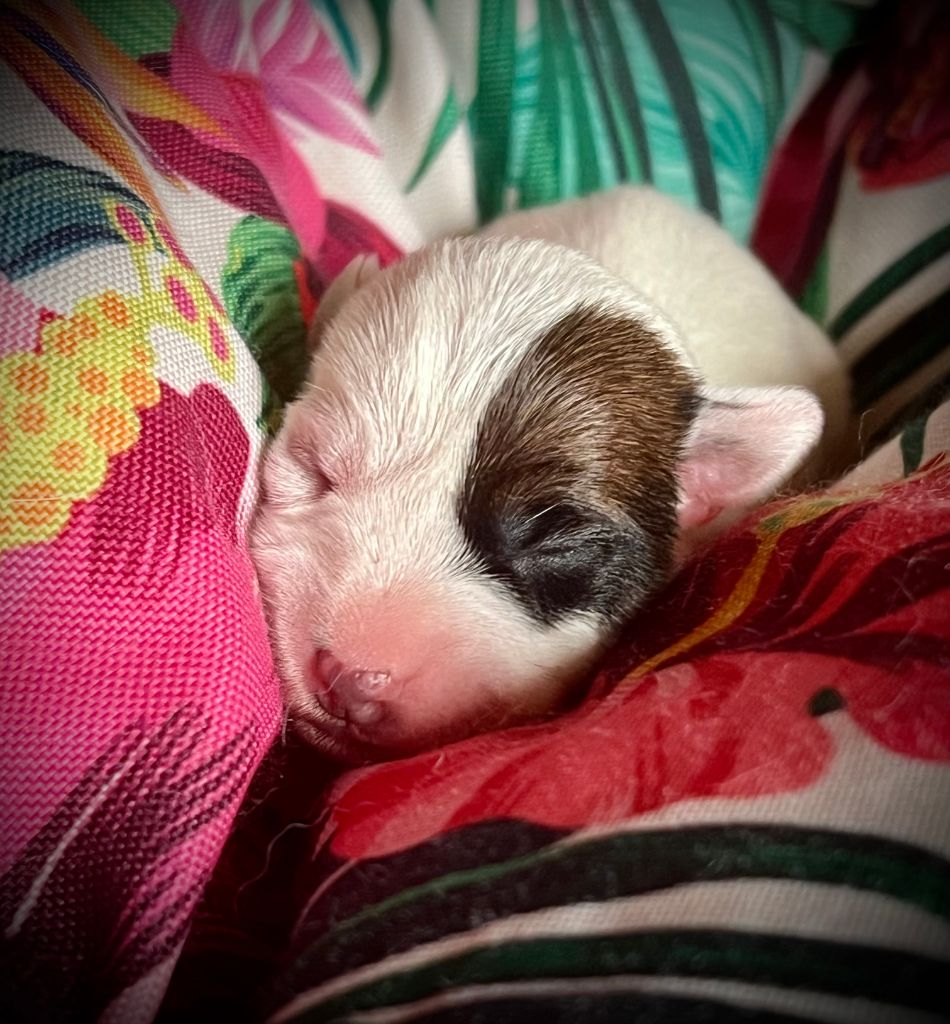 De L'arche De Chambord - Chiots disponibles - Jack Russell Terrier