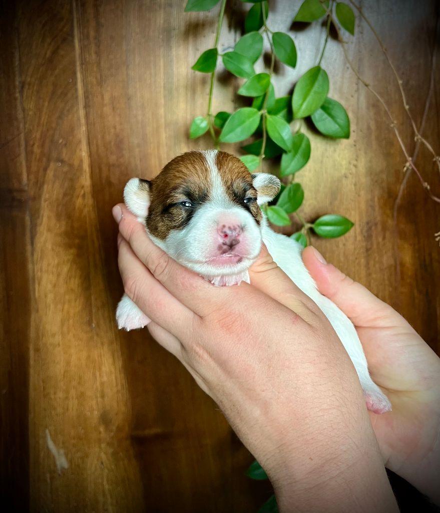 De L'arche De Chambord - Chiots disponibles - Jack Russell Terrier