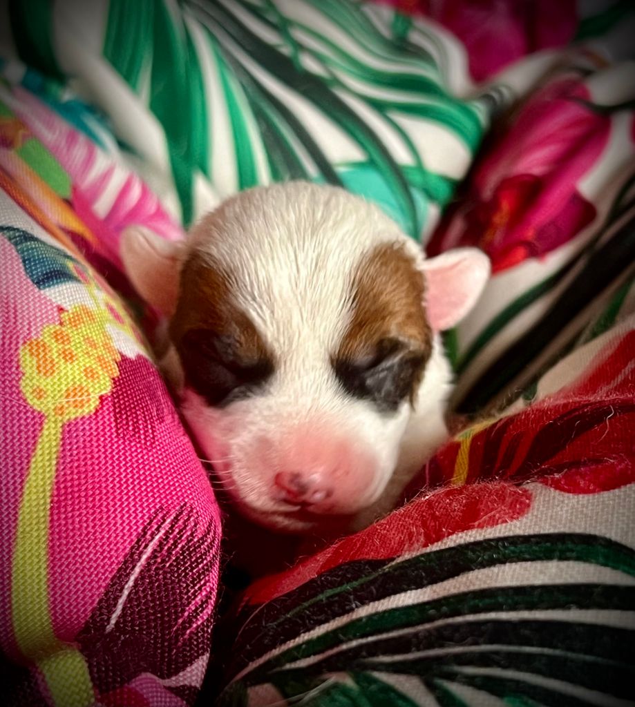 De L'arche De Chambord - Chiots disponibles - Jack Russell Terrier