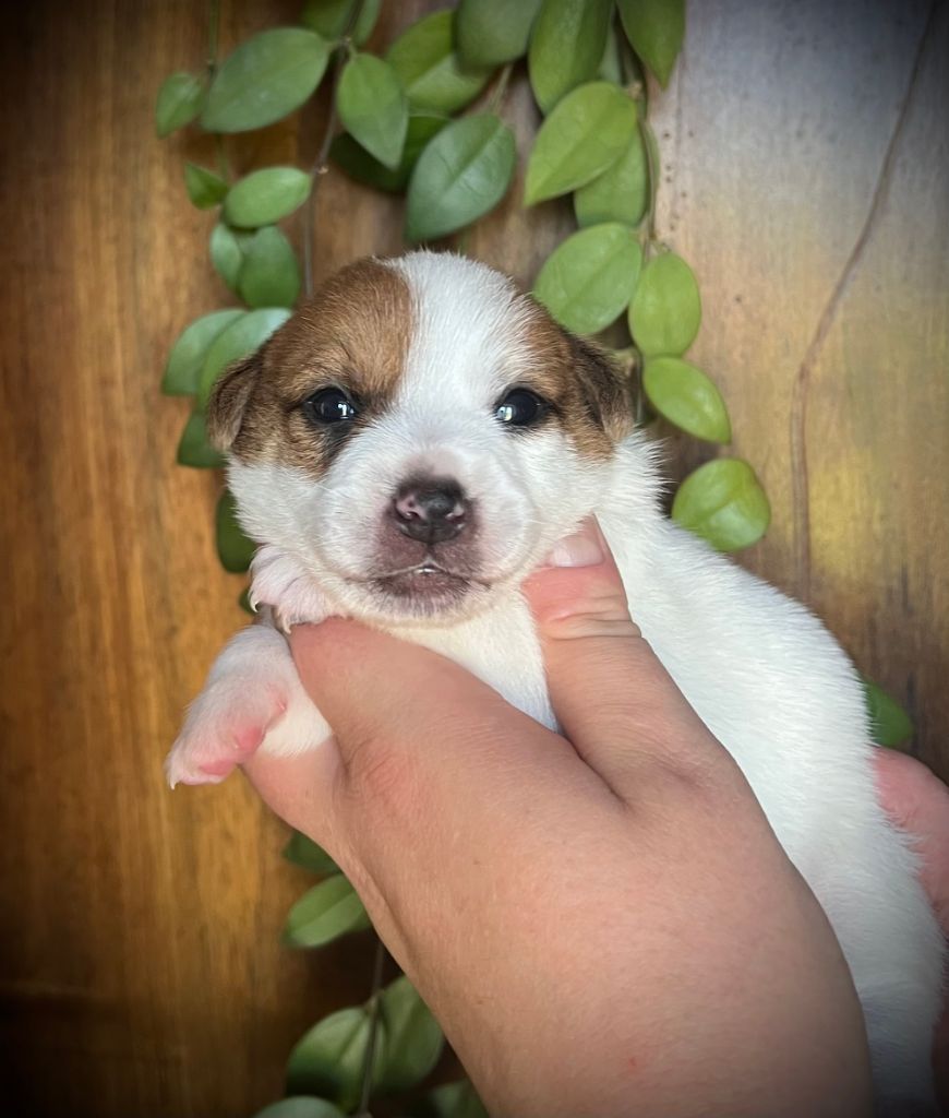 De L'arche De Chambord - Chiots disponibles - Jack Russell Terrier