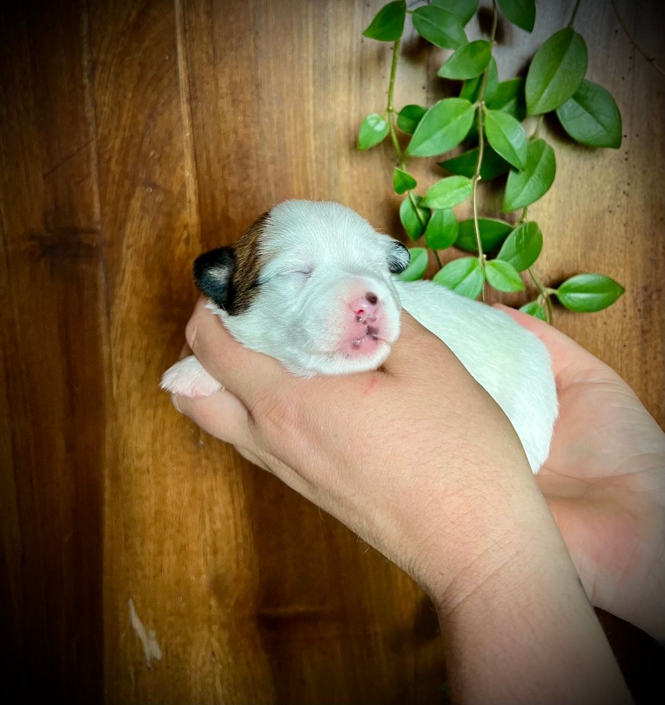 De L'arche De Chambord - Chiots disponibles - Jack Russell Terrier