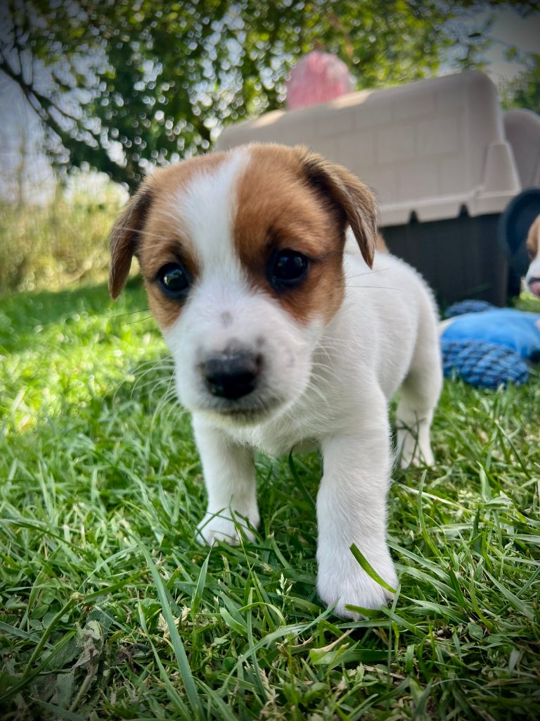 De L'arche De Chambord - Chiots disponibles - Jack Russell Terrier