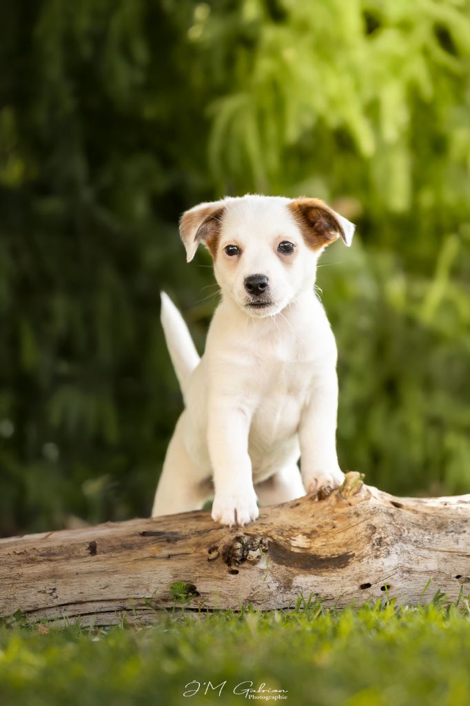 De L'arche De Chambord - Chiots disponibles - Jack Russell Terrier