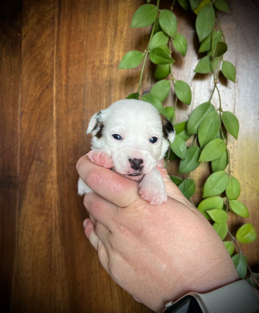 De L'arche De Chambord - Chiots disponibles - Jack Russell Terrier