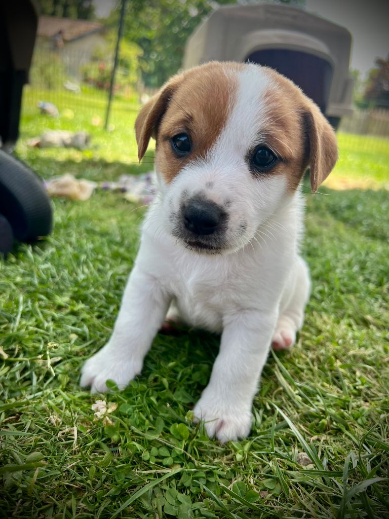 De L'arche De Chambord - Chiots disponibles - Jack Russell Terrier