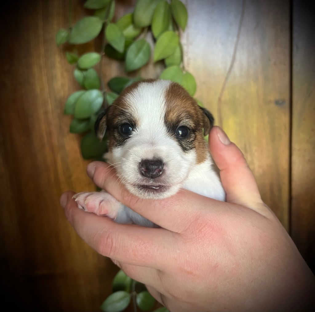 De L'arche De Chambord - Chiots disponibles - Jack Russell Terrier