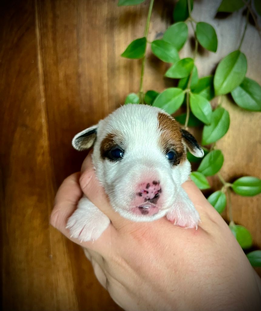 De L'arche De Chambord - Chiots disponibles - Jack Russell Terrier