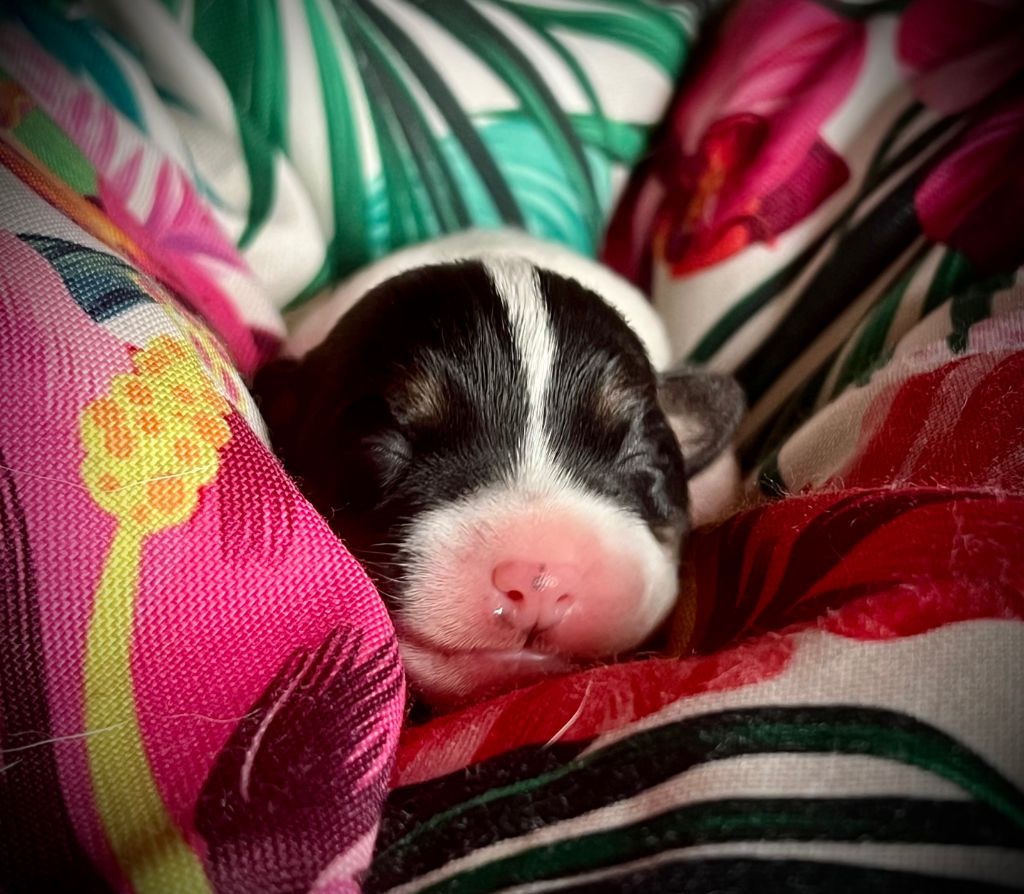 De L'arche De Chambord - Chiots disponibles - Jack Russell Terrier