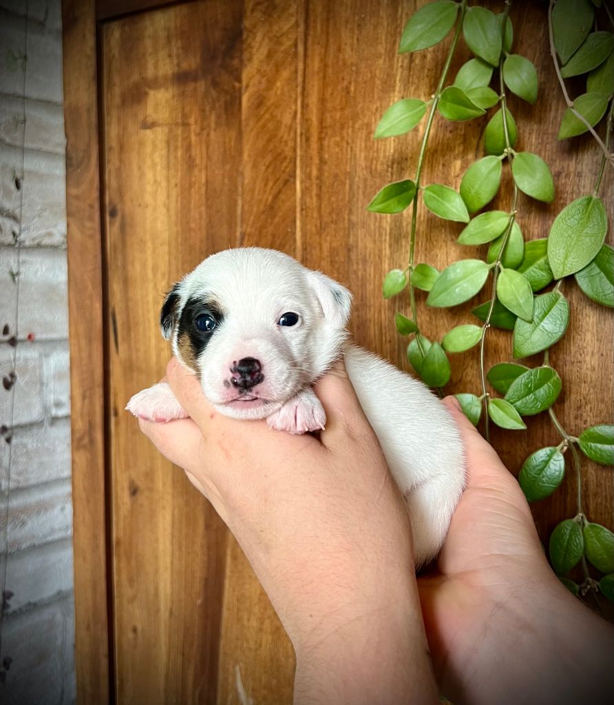 De L'arche De Chambord - Chiots disponibles - Jack Russell Terrier