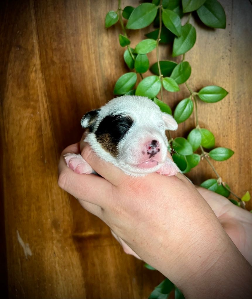 De L'arche De Chambord - Chiots disponibles - Jack Russell Terrier