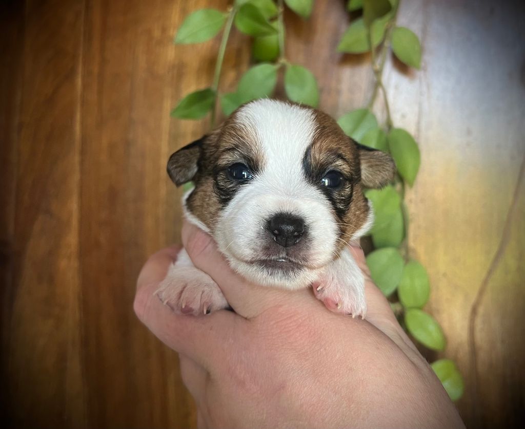 De L'arche De Chambord - Chiots disponibles - Jack Russell Terrier