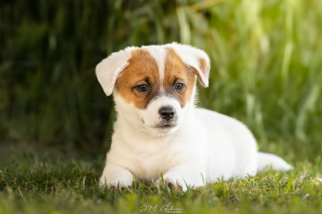 De L'arche De Chambord - Jack Russell Terrier - Portée née le 19/04/2025