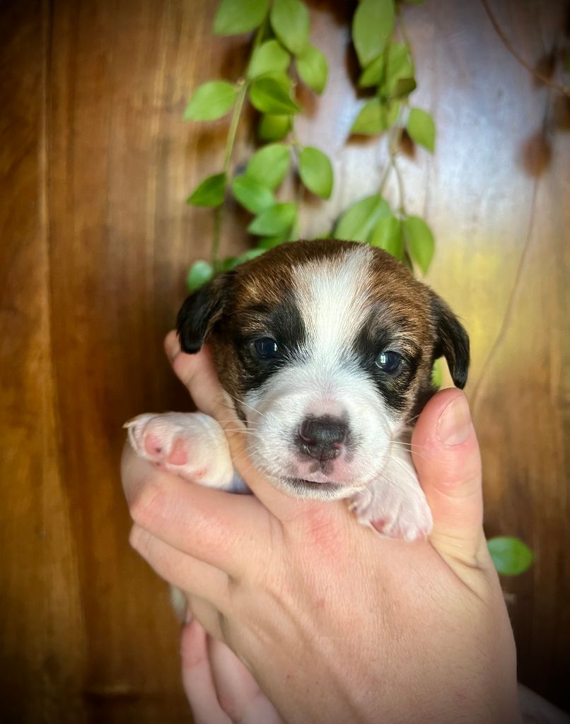 De L'arche De Chambord - Chiots disponibles - Jack Russell Terrier