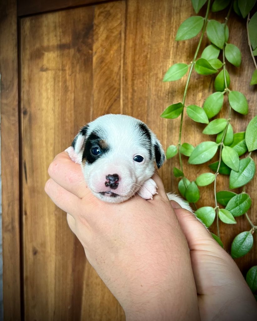 De L'arche De Chambord - Chiots disponibles - Jack Russell Terrier