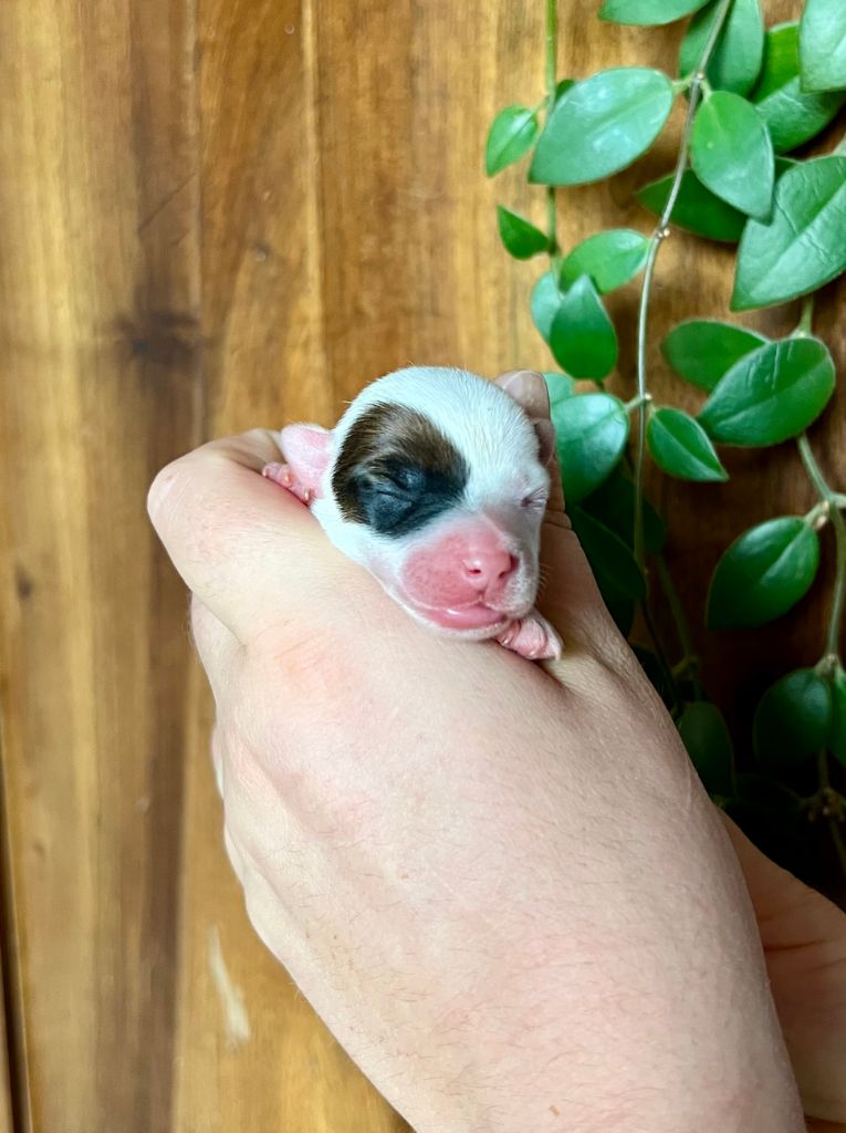 De L'arche De Chambord - Chiots disponibles - Jack Russell Terrier