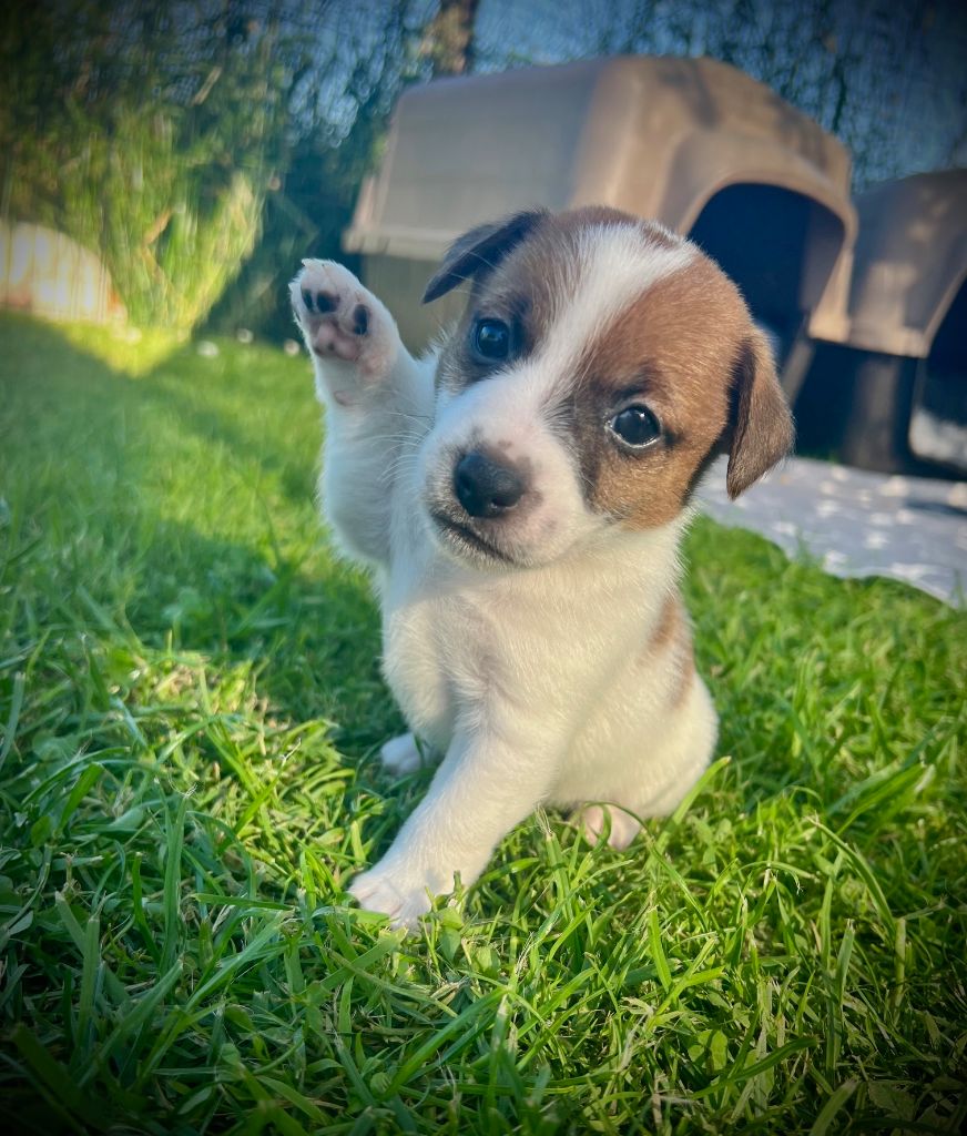 De L'arche De Chambord - Chiots disponibles - Jack Russell Terrier